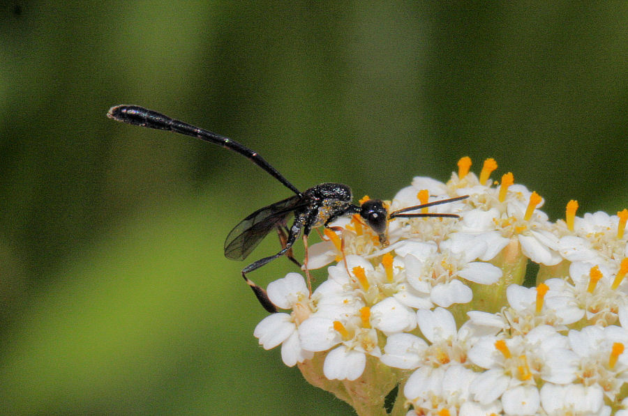 Gasteruption sp. maschio